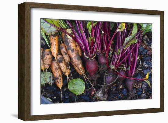 Just Pulled Carrots And Beets Out Of The Garden-Justin Bailie-Framed Photographic Print