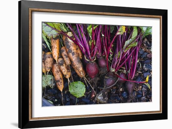 Just Pulled Carrots And Beets Out Of The Garden-Justin Bailie-Framed Photographic Print