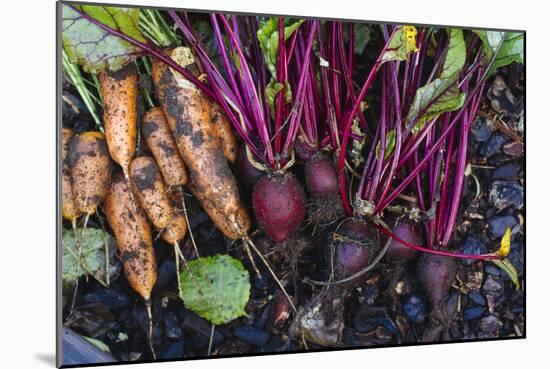 Just Pulled Carrots And Beets Out Of The Garden-Justin Bailie-Mounted Photographic Print