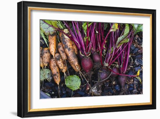 Just Pulled Carrots And Beets Out Of The Garden-Justin Bailie-Framed Photographic Print