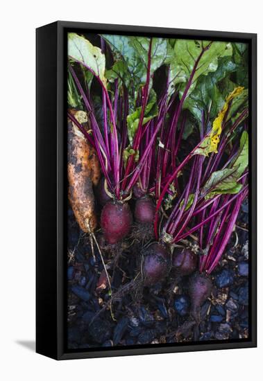 Just Pulled Carrots And Beets Out Of The Garden-Justin Bailie-Framed Premier Image Canvas