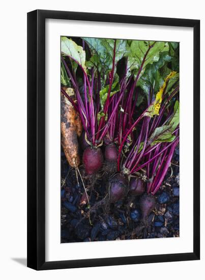 Just Pulled Carrots And Beets Out Of The Garden-Justin Bailie-Framed Photographic Print