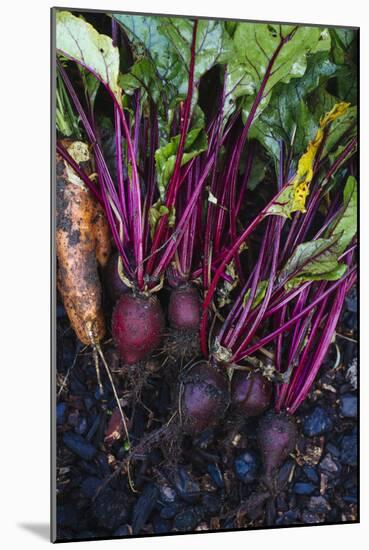 Just Pulled Carrots And Beets Out Of The Garden-Justin Bailie-Mounted Photographic Print