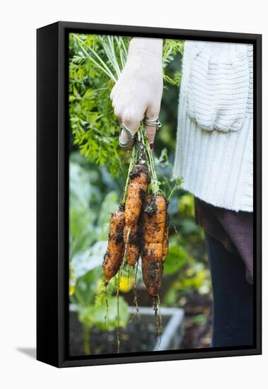 Just Pulled Carrots Out Of The Garden-Justin Bailie-Framed Premier Image Canvas
