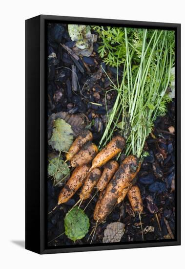 Just Pulled Carrots Out Of The Garden-Justin Bailie-Framed Premier Image Canvas