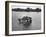 Just Room Enough Island, One of Thousand Islands in St. Lawrence River-Peter Stackpole-Framed Photographic Print