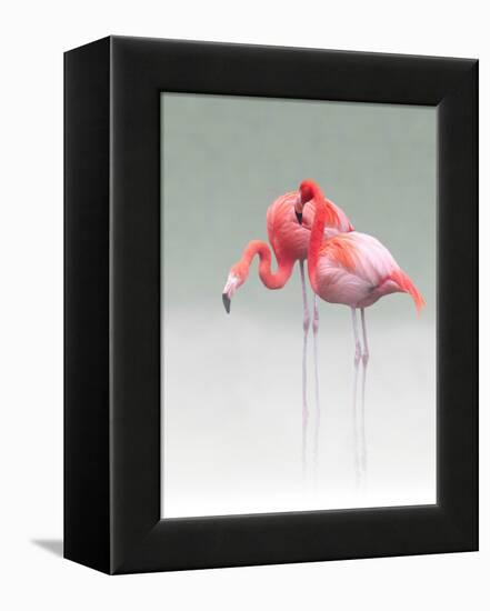 Just We Two...-Anna Cseresnjes-Framed Premier Image Canvas