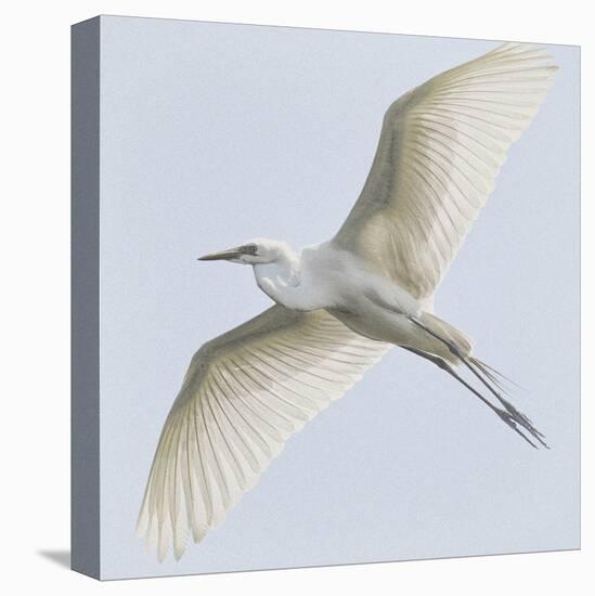 Just Wings-Wink Gaines-Framed Stretched Canvas