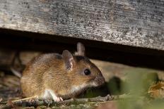 The Yellow-Necked Mouse (Apodemus Flavicollis), also Called Yellow-Necked Field Mouse, Yellow-Necke-Justas in the wilderness-Photographic Print