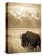 Stretched Canvas Print