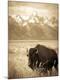 Photographic Print