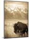 Photographic Print