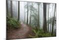 Photographic Print