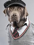 Dog in sweater and cap-Justin Paget-Mounted Photographic Print