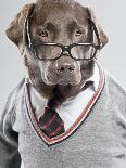 Dog in Sweater and Glasses-Justin Paget-Photographic Print