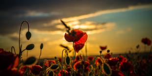 Red Poppies in Yellow Rape Seed Field-Justus Greyling-Photographic Print