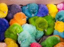 Little Colorful Chicks to Sell as Pets for Easter, Fes, Morocco-Jutta Riegel-Premier Image Canvas