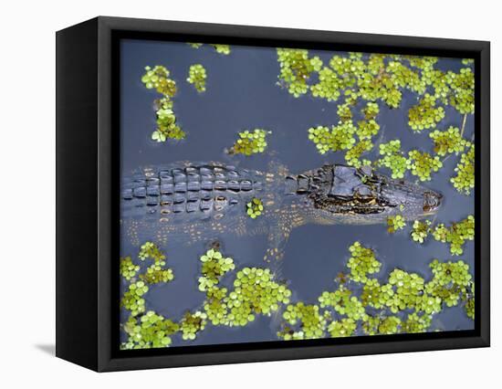 Juvenile Alligator in Swampland (Bayou) at Jean Lafitte National Historical Park and Preserve, USA-Robert Francis-Framed Premier Image Canvas