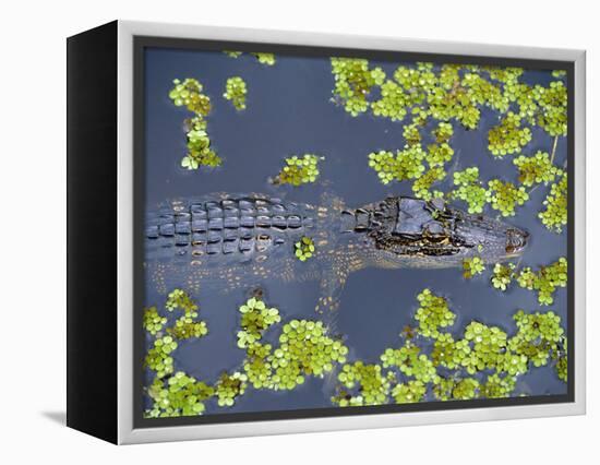 Juvenile Alligator in Swampland (Bayou) at Jean Lafitte National Historical Park and Preserve, USA-Robert Francis-Framed Premier Image Canvas