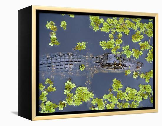 Juvenile Alligator in Swampland (Bayou) at Jean Lafitte National Historical Park and Preserve, USA-Robert Francis-Framed Premier Image Canvas