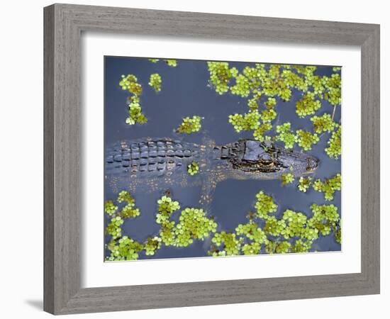 Juvenile Alligator in Swampland (Bayou) at Jean Lafitte National Historical Park and Preserve, USA-Robert Francis-Framed Photographic Print