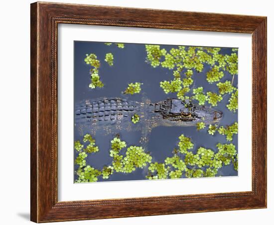 Juvenile Alligator in Swampland (Bayou) at Jean Lafitte National Historical Park and Preserve, USA-Robert Francis-Framed Photographic Print