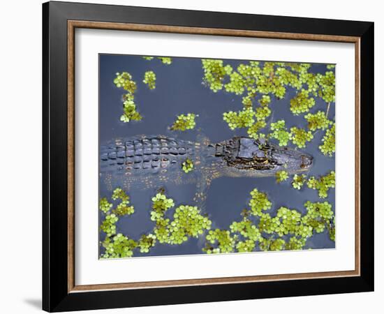 Juvenile Alligator in Swampland (Bayou) at Jean Lafitte National Historical Park and Preserve, USA-Robert Francis-Framed Photographic Print