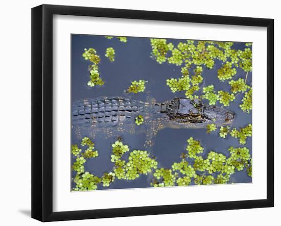 Juvenile Alligator in Swampland (Bayou) at Jean Lafitte National Historical Park and Preserve, USA-Robert Francis-Framed Photographic Print