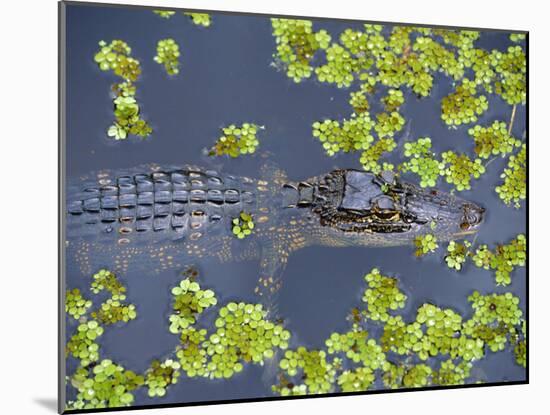 Juvenile Alligator in Swampland (Bayou) at Jean Lafitte National Historical Park and Preserve, USA-Robert Francis-Mounted Photographic Print