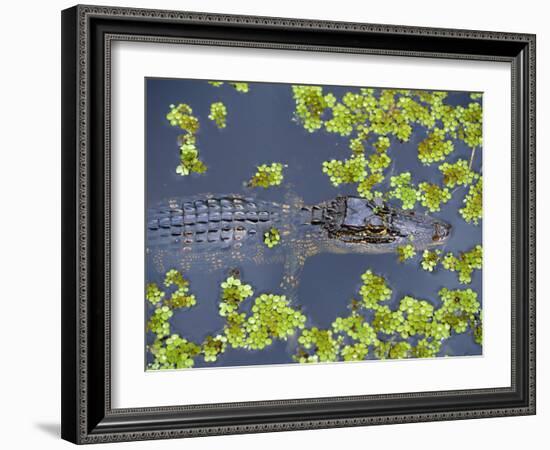 Juvenile Alligator in Swampland (Bayou) at Jean Lafitte National Historical Park and Preserve, USA-Robert Francis-Framed Photographic Print