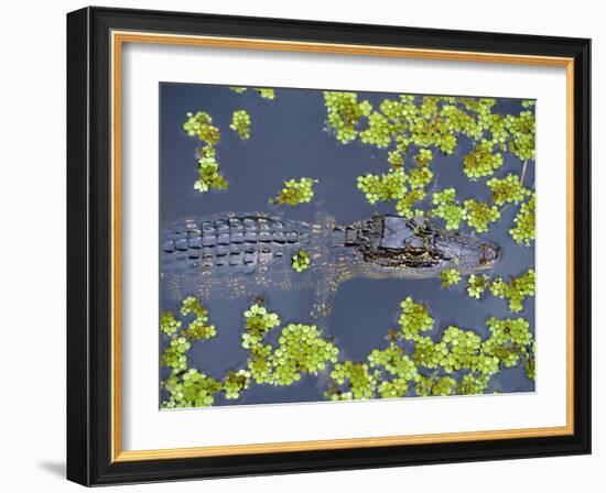 Juvenile Alligator in Swampland (Bayou) at Jean Lafitte National Historical Park and Preserve, USA-Robert Francis-Framed Photographic Print