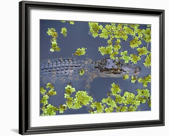 Juvenile Alligator in Swampland (Bayou) at Jean Lafitte National Historical Park and Preserve, USA-Robert Francis-Framed Photographic Print