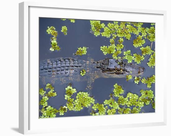 Juvenile Alligator in Swampland (Bayou) at Jean Lafitte National Historical Park and Preserve, USA-Robert Francis-Framed Photographic Print