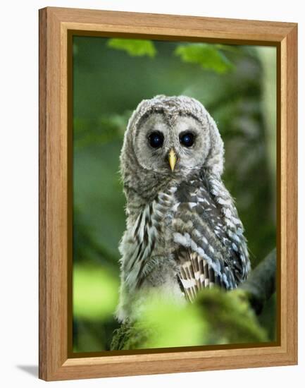 Juvenile Barred Owl, Strix Varia, Stanley Park, British Columbia, Canada-Paul Colangelo-Framed Premier Image Canvas