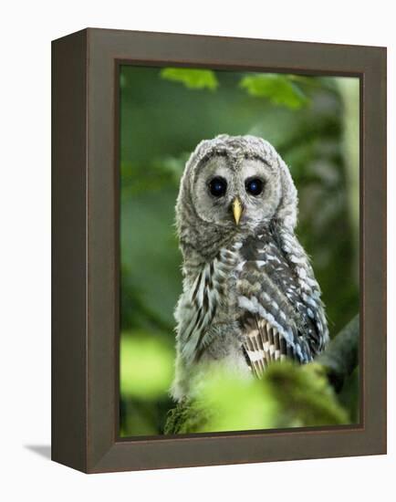 Juvenile Barred Owl, Strix Varia, Stanley Park, British Columbia, Canada-Paul Colangelo-Framed Premier Image Canvas