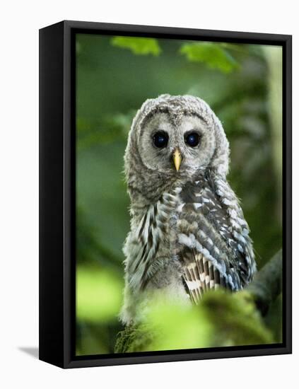 Juvenile Barred Owl, Strix Varia, Stanley Park, British Columbia, Canada-Paul Colangelo-Framed Premier Image Canvas