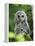 Juvenile Barred Owl, Strix Varia, Stanley Park, British Columbia, Canada-Paul Colangelo-Framed Premier Image Canvas