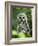 Juvenile Barred Owl, Strix Varia, Stanley Park, British Columbia, Canada-Paul Colangelo-Framed Photographic Print