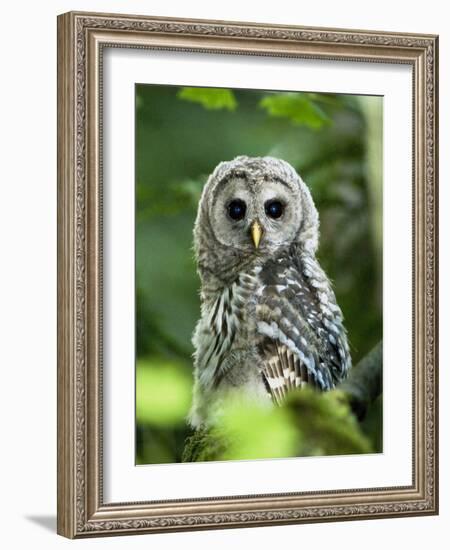 Juvenile Barred Owl, Strix Varia, Stanley Park, British Columbia, Canada-Paul Colangelo-Framed Photographic Print