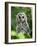 Juvenile Barred Owl, Strix Varia, Stanley Park, British Columbia, Canada-Paul Colangelo-Framed Photographic Print