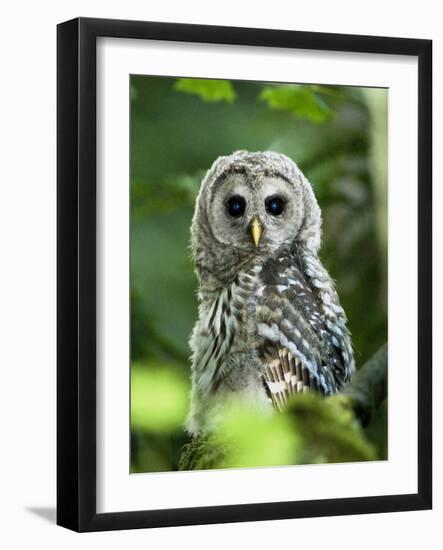 Juvenile Barred Owl, Strix Varia, Stanley Park, British Columbia, Canada-Paul Colangelo-Framed Photographic Print