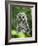 Juvenile Barred Owl, Strix Varia, Stanley Park, British Columbia, Canada-Paul Colangelo-Framed Photographic Print