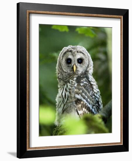 Juvenile Barred Owl, Strix Varia, Stanley Park, British Columbia, Canada-Paul Colangelo-Framed Photographic Print