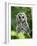 Juvenile Barred Owl, Strix Varia, Stanley Park, British Columbia, Canada-Paul Colangelo-Framed Photographic Print