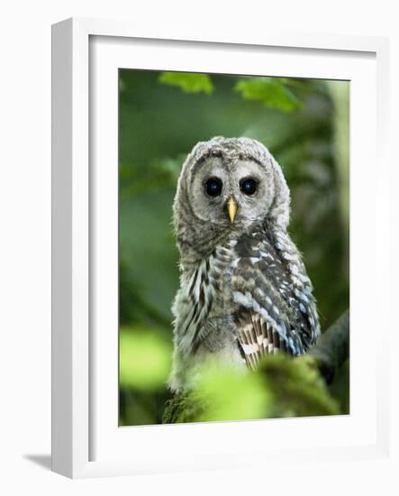Juvenile Barred Owl, Strix Varia, Stanley Park, British Columbia, Canada-Paul Colangelo-Framed Photographic Print