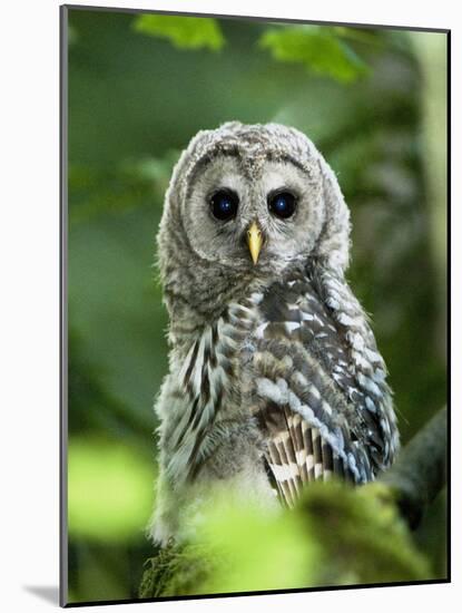 Juvenile Barred Owl, Strix Varia, Stanley Park, British Columbia, Canada-Paul Colangelo-Mounted Photographic Print