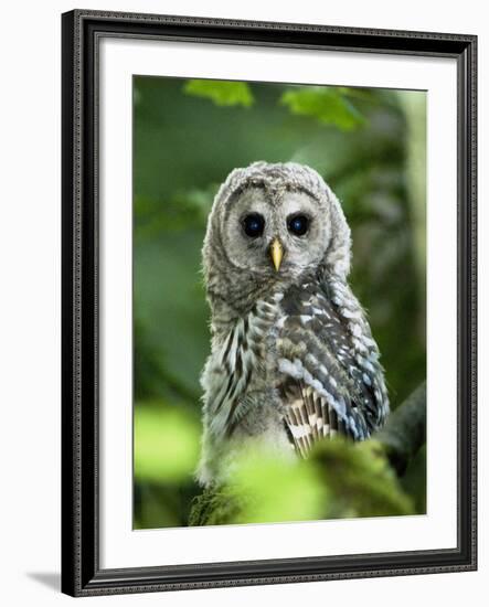 Juvenile Barred Owl, Strix Varia, Stanley Park, British Columbia, Canada-Paul Colangelo-Framed Photographic Print