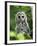 Juvenile Barred Owl, Strix Varia, Stanley Park, British Columbia, Canada-Paul Colangelo-Framed Photographic Print