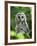 Juvenile Barred Owl, Strix Varia, Stanley Park, British Columbia, Canada-Paul Colangelo-Framed Photographic Print