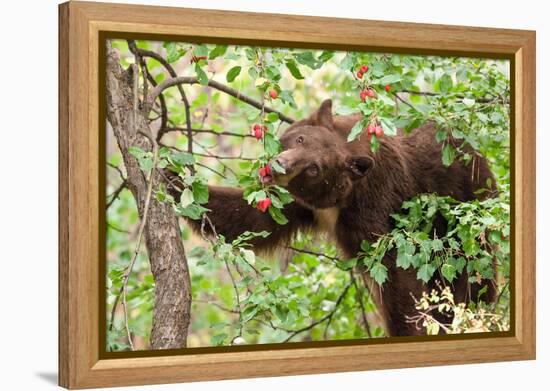 Juvenile Black Bear Eating Fruit in Missoula, Montana-James White-Framed Premier Image Canvas